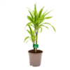 Dracaena Lemon Lime - Op Stam - Drakenbloedboom - P17 H65 - Kamerplant -uinbenodigdheden Verkoop 2024 dracaena lemon lime drakenbloedboom p17 h65 4