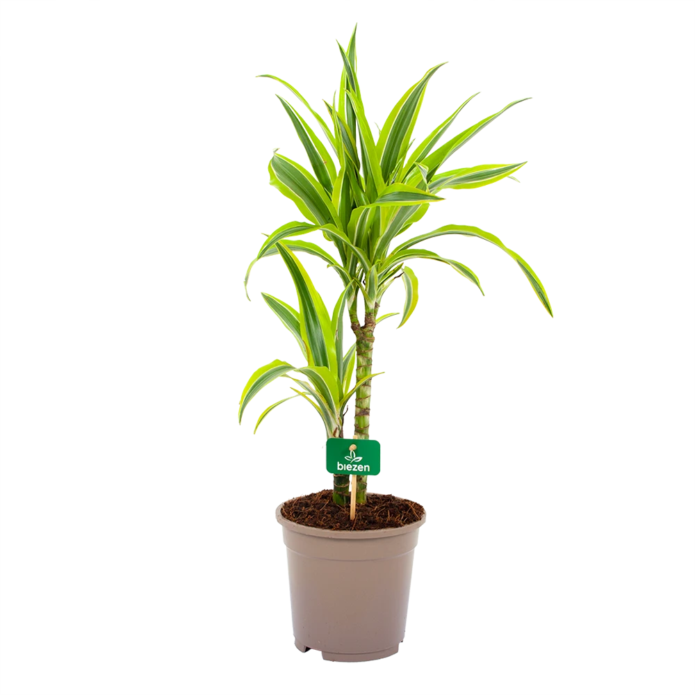 Dracaena Lemon Lime - Op Stam - Drakenbloedboom - P17 H65 - Kamerplant 3 Dracaena Lemon Lime - Op Stam - Drakenbloedboom - P17 H65 - Kamerplant