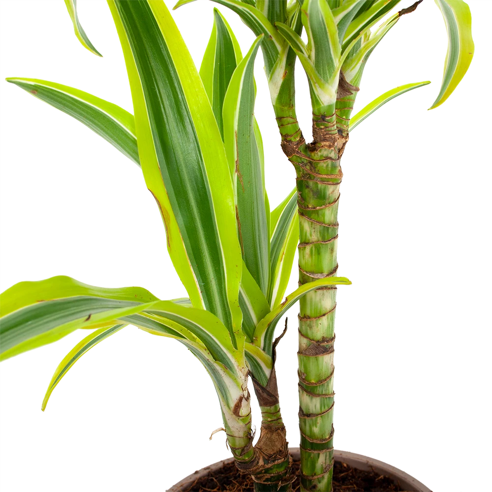 Dracaena Lemon Lime - Op Stam - Drakenbloedboom - P17 H65 - Kamerplant 4 Dracaena Lemon Lime - Op Stam - Drakenbloedboom - P17 H65 - Kamerplant - Image 2