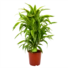 Dracaena Lemon Lime - Vertakt - Drakenbloedboom - P24 H110 - Kamerplant 1 Dracaena Lemon Lime - Vertakt - Drakenbloedboom - P24 H110 - Kamerplant -uinbenodigdheden Verkoop 2024 dracaena lemon lime drakenbloedboom p24 h95 4