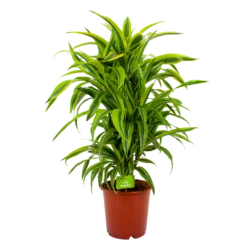 Dracaena Lemon Lime - Vertakt - Drakenbloedboom - P24 H110 - Kamerplant
