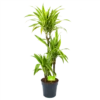 Dracaena Lemon Lime - Op Stam - Drakenbloedboom - P21 H100 - Kamerplant 1 Dracaena Lemon Lime - Op Stam - Drakenbloedboom - P21 H100 - Kamerplant -uinbenodigdheden Verkoop 2024 dracaena lemon lime op stam drakenbloedboom p21 h100 1 1