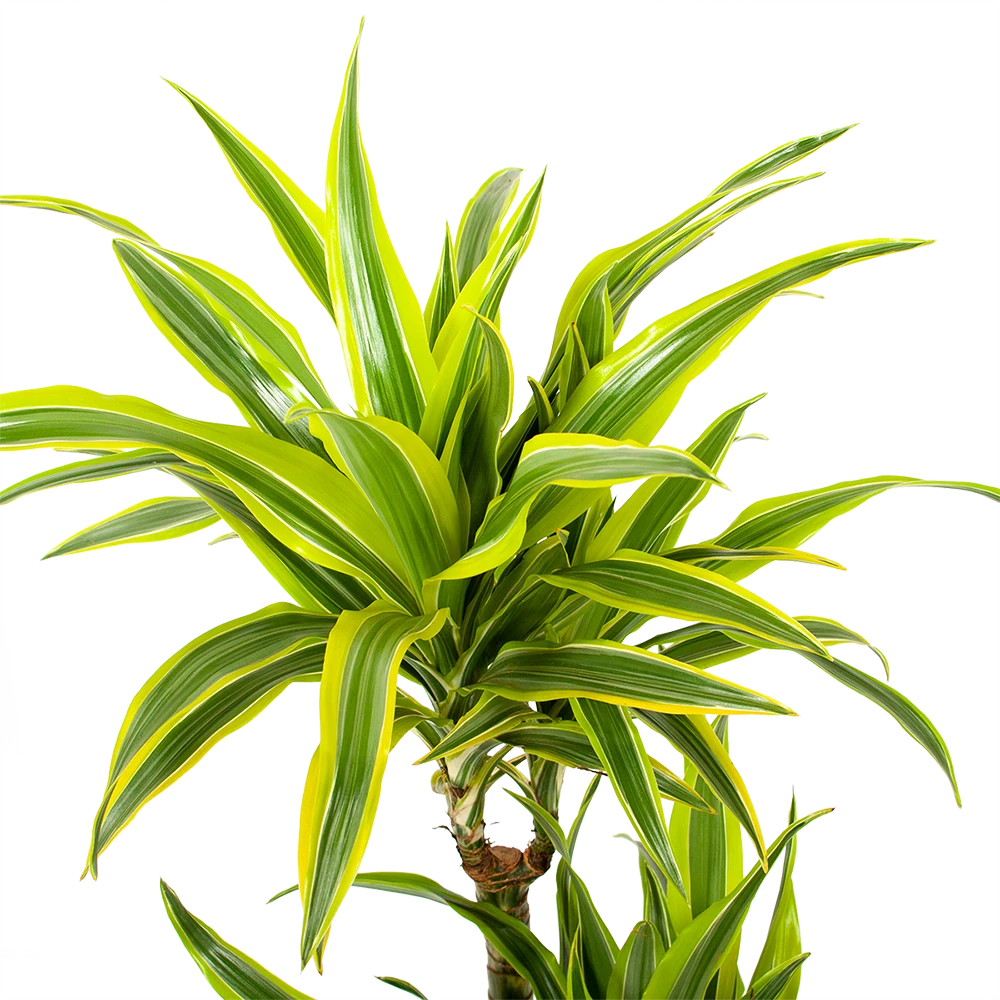 Dracaena Lemon Lime - Op Stam - Drakenbloedboom - P21 H100 - Kamerplant 4 Dracaena Lemon Lime - Op Stam - Drakenbloedboom - P21 H100 - Kamerplant - Image 2