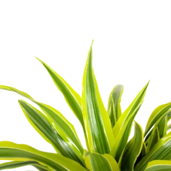 Dracaena Lemon Lime - Op Stam - Drakenbloedboom - P21 H100 - Kamerplant 8 Dracaena Lemon Lime - Op Stam - Drakenbloedboom - P21 H100 - Kamerplant -uinbenodigdheden Verkoop 2024 dracaena lemon lime op stam drakenbloedboom p21 h100 6 1