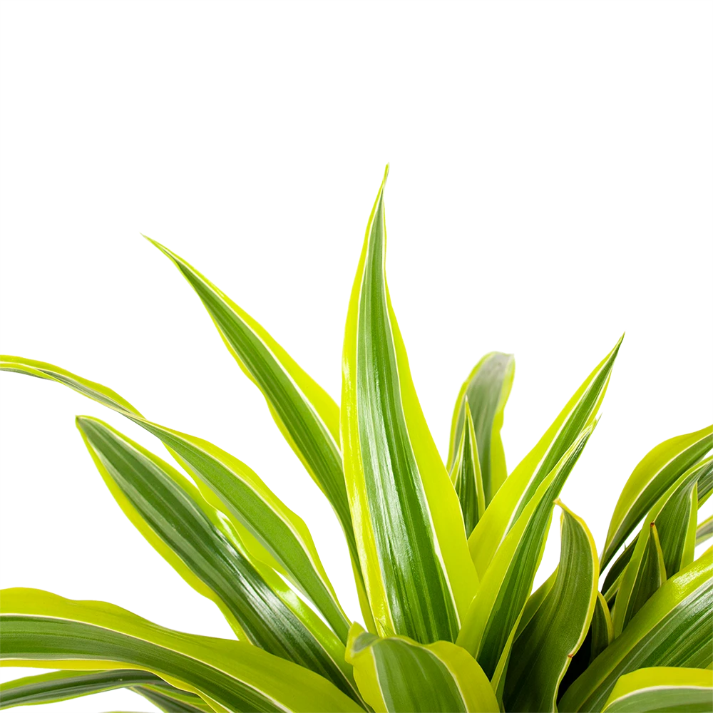 Dracaena Lemon Lime - Op Stam - Drakenbloedboom - P21 H100 - Kamerplant 5 Dracaena Lemon Lime - Op Stam - Drakenbloedboom - P21 H100 - Kamerplant - Image 3