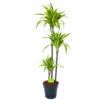 Dracaena Lemon Lime - Op Stam - Drakenbloedboom - P24 H150 - Kamerplant -uinbenodigdheden Verkoop 2024 dracaena lemon lime op stam drakenbloedboom p24 h150 1