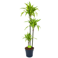 Dracaena Lemon Lime - Op Stam - Drakenbloedboom - P24 H150 - Kamerplant