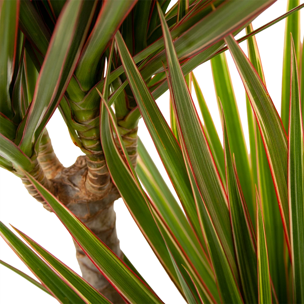 Dracaena Marginata Bicolor - Op Stam - Drakenbloedboom - P24 H120 - Kamerplant 4 Dracaena Marginata Bicolor - Op Stam - Drakenbloedboom - P24 H120 - Kamerplant - Image 2
