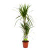 Dracaena Marginata Groen - Op Stam - Drakenbloedboom - P21 H125 - Kamerplant 2 Dracaena Marginata Groen - Op Stam - Drakenbloedboom - P21 H125 - Kamerplant -uinbenodigdheden Verkoop 2024 dracaena marginata groen drakenbloedboom p21 h125 4