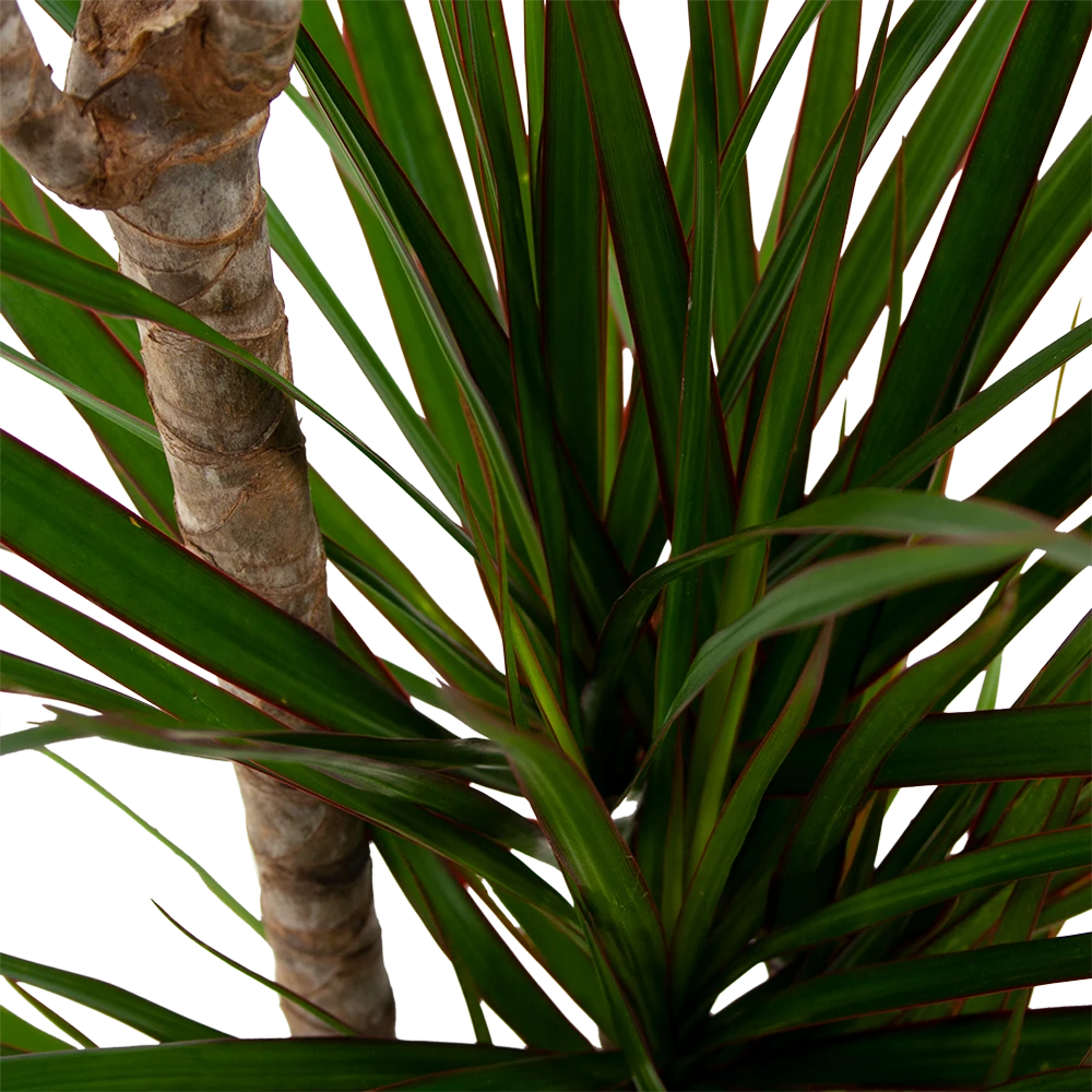 Dracaena Marginata Groen - Op Stam - Drakenbloedboom - P21 H125 - Kamerplant 4 Dracaena Marginata Groen - Op Stam - Drakenbloedboom - P21 H125 - Kamerplant - Image 2