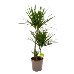 Dracaena Marginata Groen - Op Stam - Drakenbloedboom - P24 H120 - Kamerplant