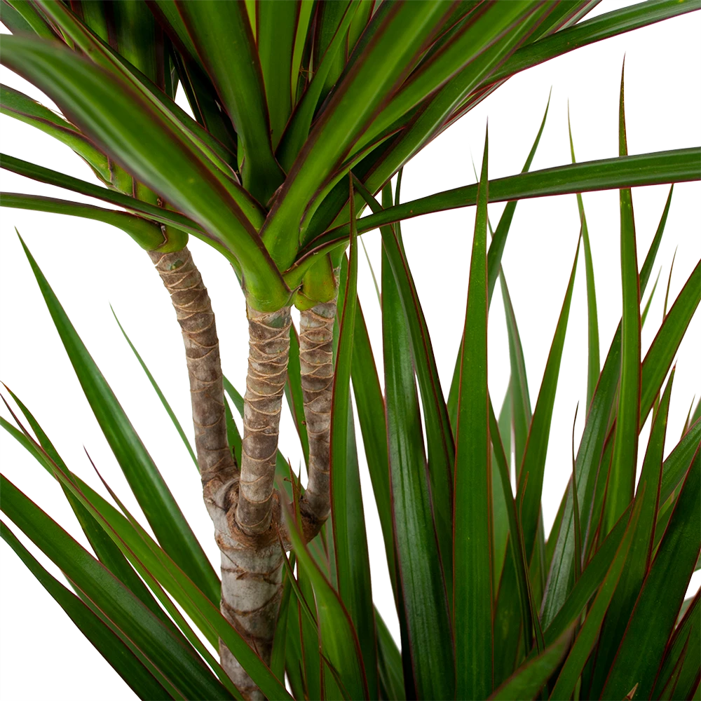 Dracaena Marginata Groen - Op Stam - Drakenbloedboom - P24 H120 - Kamerplant 4 Dracaena Marginata Groen - Op Stam - Drakenbloedboom - P24 H120 - Kamerplant - Image 2