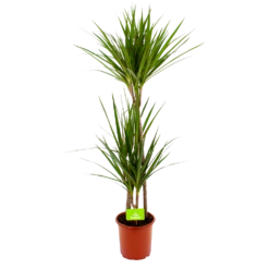 Dracaena Marginata Groen - Op Stam - Drakenbloedboom - P19 H120 - Kamerplant