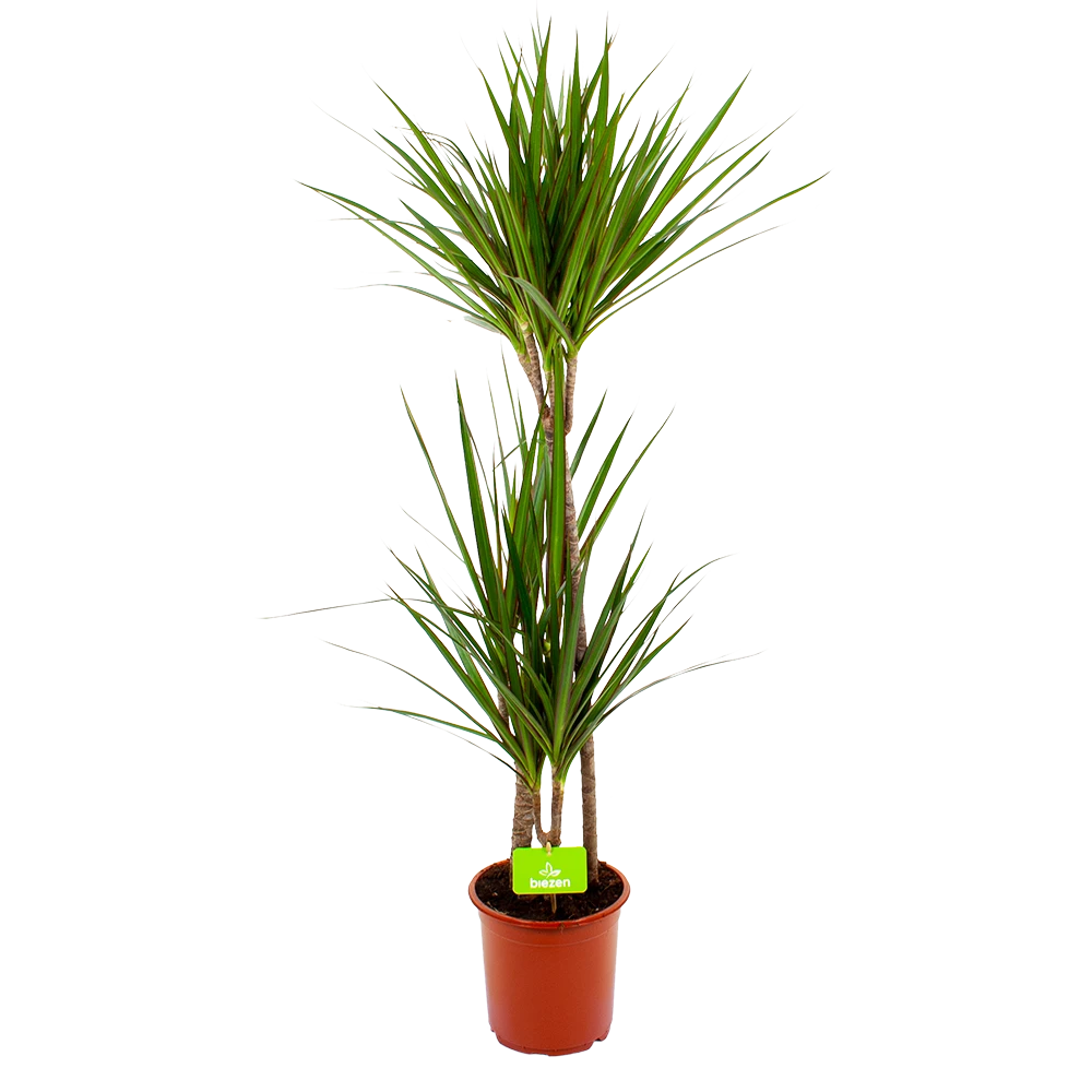 Dracaena Marginata Groen - Op Stam - Drakenbloedboom - P19 H120 - Kamerplant 3 Dracaena Marginata Groen - Op Stam - Drakenbloedboom - P19 H120 - Kamerplant
