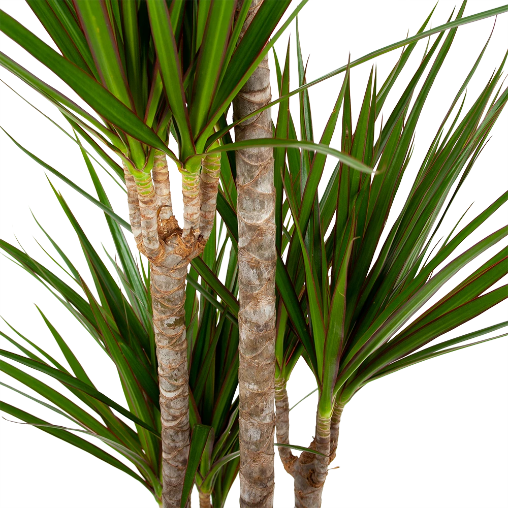 Dracaena Marginata Groen - Op Stam - Drakenbloedboom - P19 H120 - Kamerplant 4 Dracaena Marginata Groen - Op Stam - Drakenbloedboom - P19 H120 - Kamerplant - Image 2