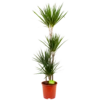 Dracaena Marginata Groen - Op Stam - Drakenbloedboom - P24 H150 - Kamerplant 2 Dracaena Marginata Groen - Op Stam - Drakenbloedboom - P24 H150 - Kamerplant -uinbenodigdheden Verkoop 2024 dracaena marginata groen op stam drakenbloedboom p24 h150 4 2