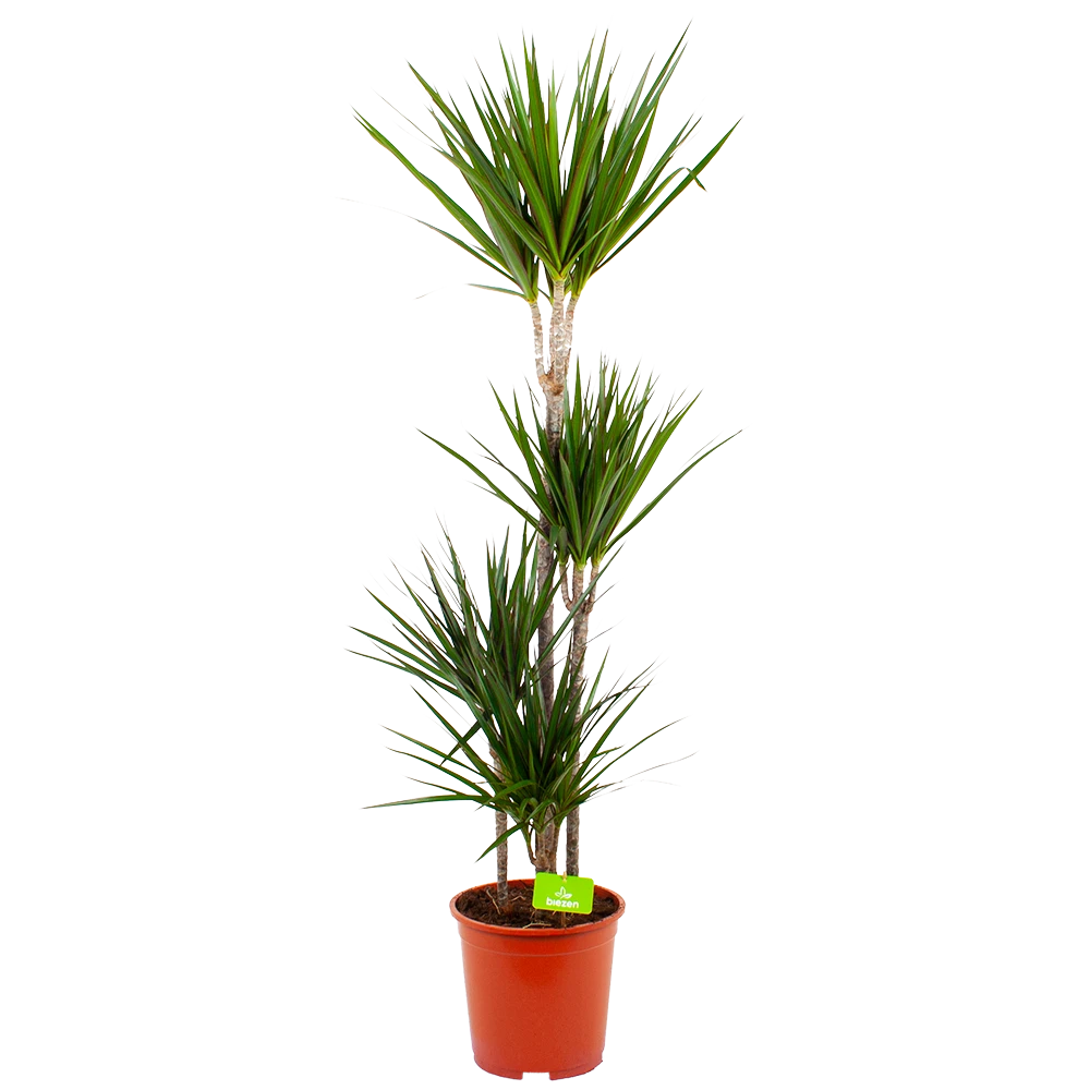 Dracaena Marginata Groen - Op Stam - Drakenbloedboom - P24 H150 - Kamerplant 3 Dracaena Marginata Groen - Op Stam - Drakenbloedboom - P24 H150 - Kamerplant