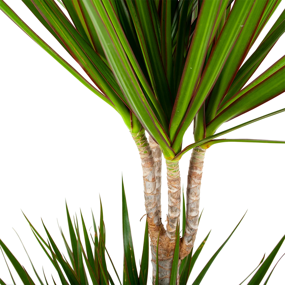 Dracaena Marginata Groen - Op Stam - Drakenbloedboom - P24 H150 - Kamerplant 4 Dracaena Marginata Groen - Op Stam - Drakenbloedboom - P24 H150 - Kamerplant - Image 2