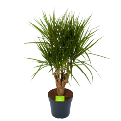 Dracaena Marginata Groen - Vertakt - Drakenbloedboom - P27 H120 - Kamerplant