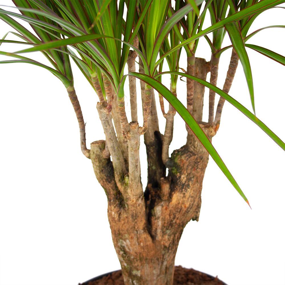Dracaena Marginata Groen - Vertakt - Drakenbloedboom - P27 H120 - Kamerplant 4 Dracaena Marginata Groen - Vertakt - Drakenbloedboom - P27 H120 - Kamerplant - Image 2
