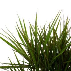 Dracaena Marginata Groen - Vertakt - Drakenbloedboom - P27 H120 - Kamerplant 8 Dracaena Marginata Groen - Vertakt - Drakenbloedboom - P27 H120 - Kamerplant -uinbenodigdheden Verkoop 2024 dracaena marginata groen vertakt drakenbloedboom p27 h120 6 3