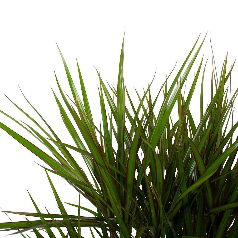 Dracaena Marginata Groen - Vertakt - Drakenbloedboom - P27 H120 - Kamerplant 5 Dracaena Marginata Groen - Vertakt - Drakenbloedboom - P27 H120 - Kamerplant - Image 3