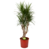 Dracaena Marginata Groen - Vertakt - Drakenbloedboom - P30 H140 - Kamerplant 1 Dracaena Marginata Groen - Vertakt - Drakenbloedboom - P30 H140 - Kamerplant -uinbenodigdheden Verkoop 2024 dracaena marginata groen vertakt drakenbloedboom p30 h140 1