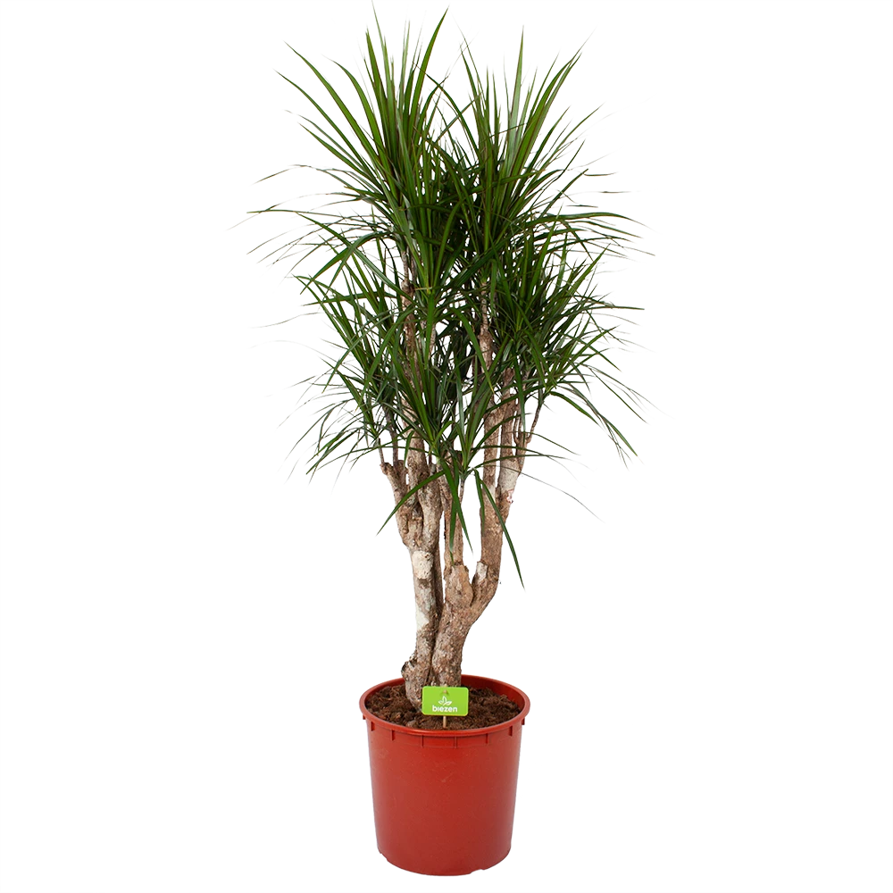 Dracaena Marginata Groen - Vertakt - Drakenbloedboom - P30 H140 - Kamerplant 3 Dracaena Marginata Groen - Vertakt - Drakenbloedboom - P30 H140 - Kamerplant