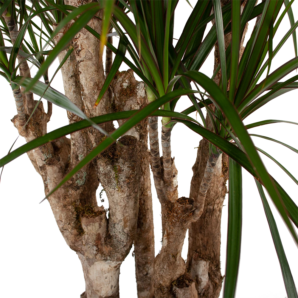 Dracaena Marginata Groen - Vertakt - Drakenbloedboom - P30 H140 - Kamerplant 4 Dracaena Marginata Groen - Vertakt - Drakenbloedboom - P30 H140 - Kamerplant - Image 2