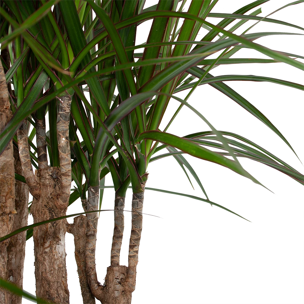 Dracaena Marginata Groen - Vertakt - Drakenbloedboom - P30 H140 - Kamerplant 5 Dracaena Marginata Groen - Vertakt - Drakenbloedboom - P30 H140 - Kamerplant - Image 3