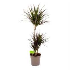 Dracaena Marginata Magenta - Op Stam - Drakenbloedboom-p24 H120 - Kamerplant
