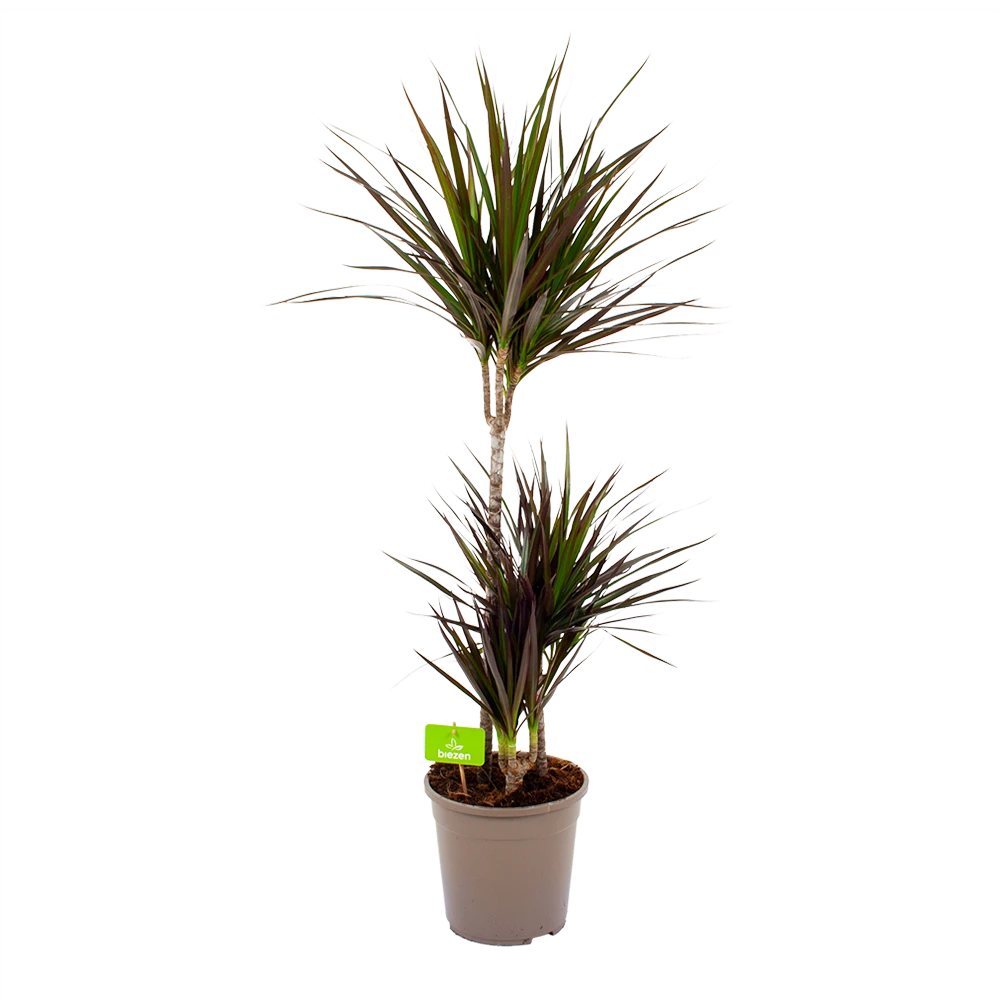 Dracaena Marginata Magenta - Op Stam - Drakenbloedboom-p24 H120 - Kamerplant 3 Dracaena Marginata Magenta - Op Stam - Drakenbloedboom-p24 H120 - Kamerplant
