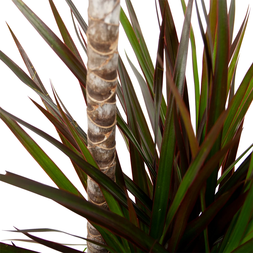 Dracaena Marginata Magenta - Op Stam - Drakenbloedboom-p24 H120 - Kamerplant 4 Dracaena Marginata Magenta - Op Stam - Drakenbloedboom-p24 H120 - Kamerplant - Image 2