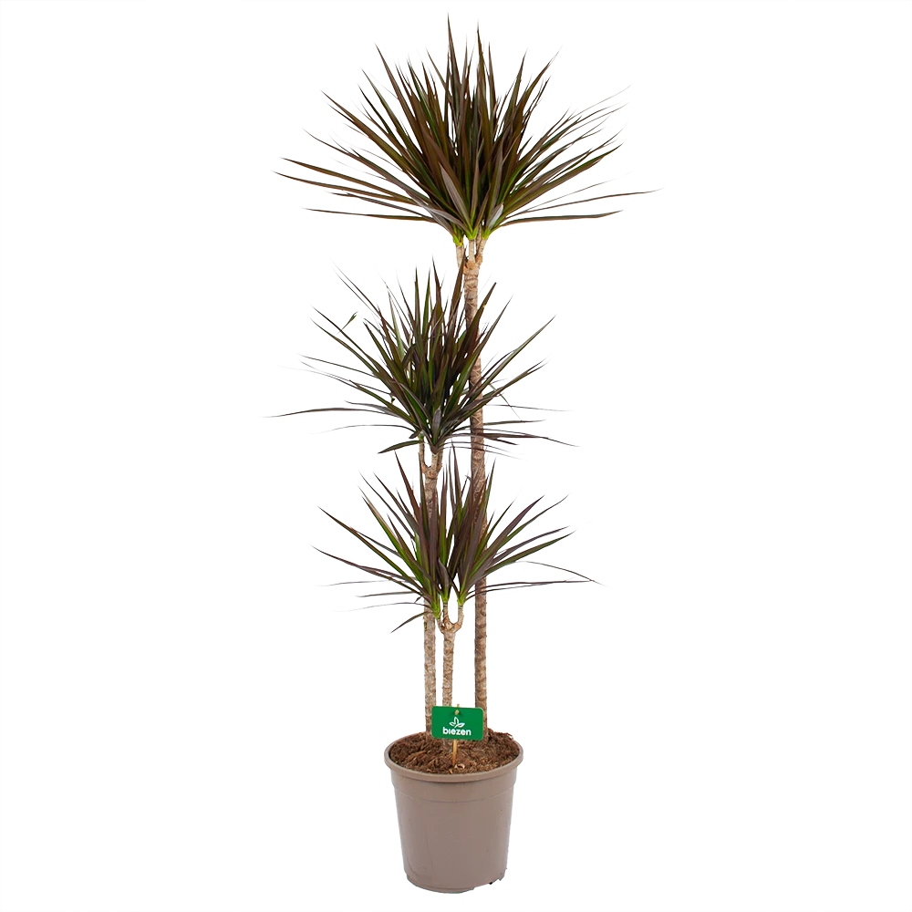 Dracaena Marginata Magenta - Op Stam - Drakenbloedboom - P24 H140 - Kamerplant 3 Dracaena Marginata Magenta - Op Stam - Drakenbloedboom - P24 H140 - Kamerplant