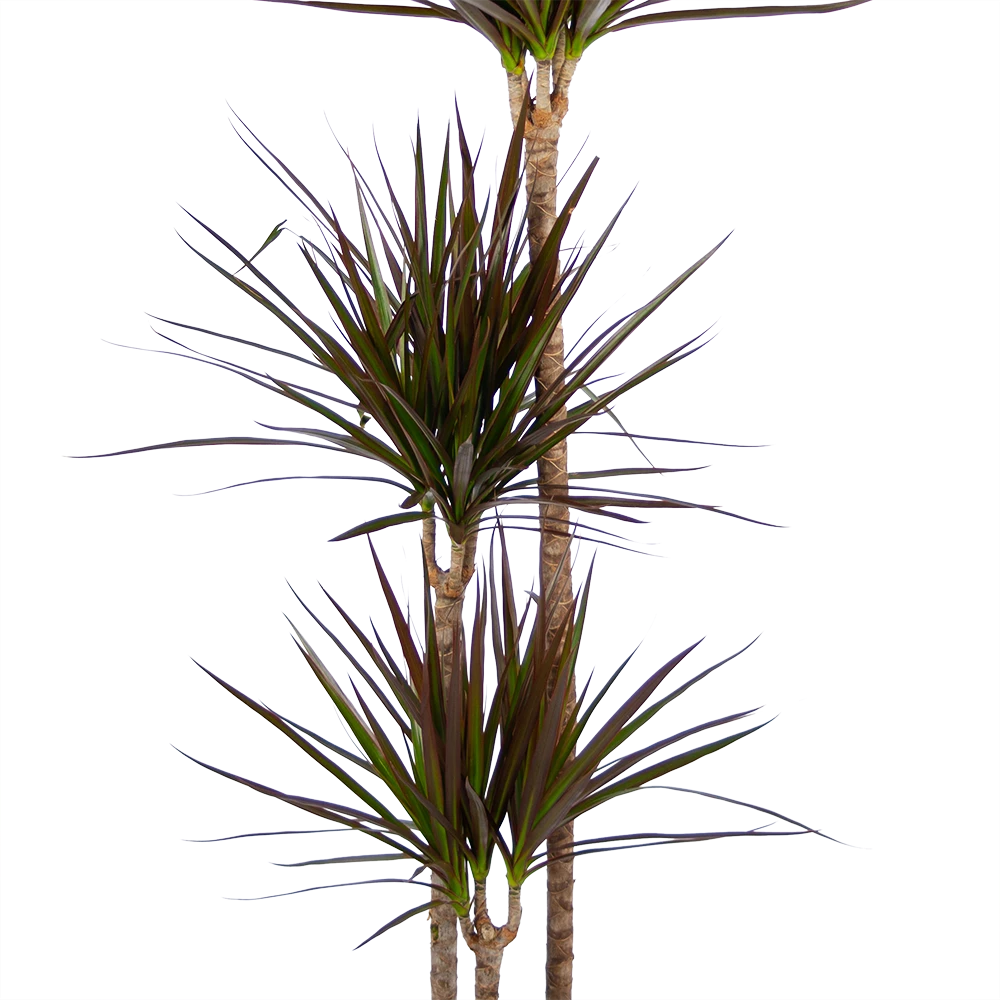 Dracaena Marginata Magenta - Op Stam - Drakenbloedboom - P24 H140 - Kamerplant 4 Dracaena Marginata Magenta - Op Stam - Drakenbloedboom - P24 H140 - Kamerplant - Image 2