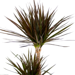 Dracaena Marginata Magenta - Op Stam - Drakenbloedboom - P24 H140 - Kamerplant 8 Dracaena Marginata Magenta - Op Stam - Drakenbloedboom - P24 H140 - Kamerplant -uinbenodigdheden Verkoop 2024 dracaena marginata magenta op stam drakenbloedboom p24 h140 kamerplant 4