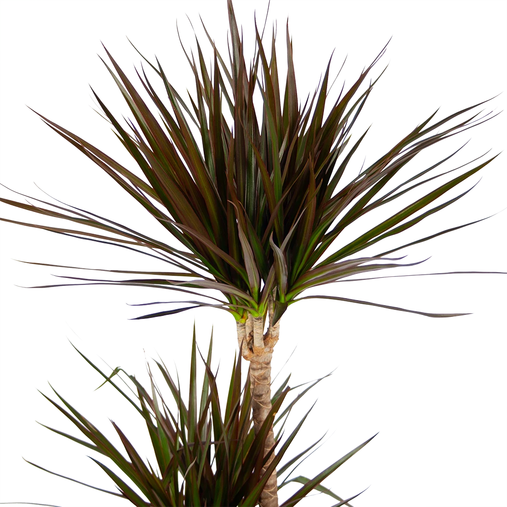 Dracaena Marginata Magenta - Op Stam - Drakenbloedboom - P24 H140 - Kamerplant 5 Dracaena Marginata Magenta - Op Stam - Drakenbloedboom - P24 H140 - Kamerplant - Image 3