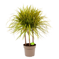Dracaena Marginata Sunray - Op Stam - Drakenbloedboom - P21 H110 - Kamerplant