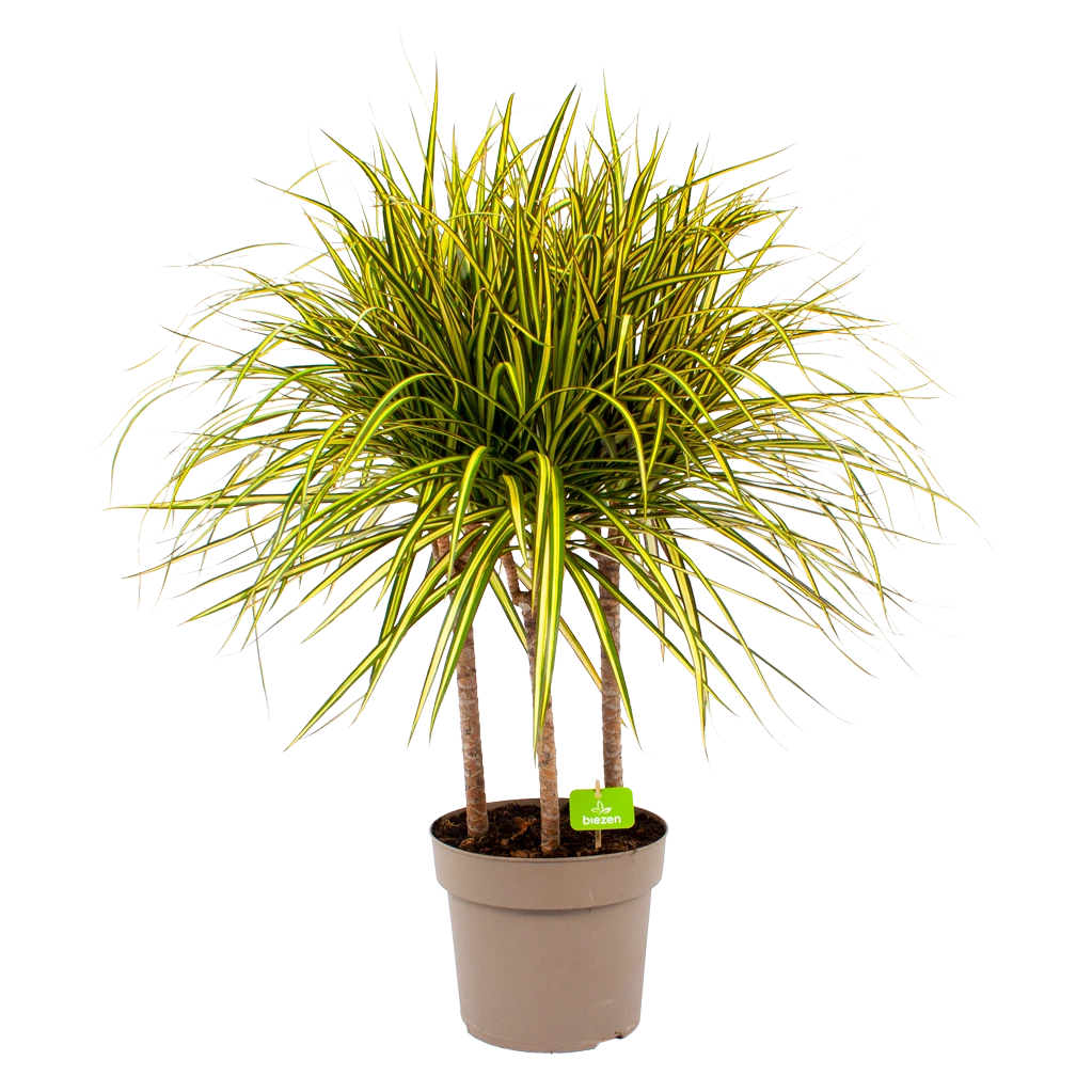 Dracaena Marginata Sunray - Op Stam - Drakenbloedboom - P21 H110 - Kamerplant 3 Dracaena Marginata Sunray - Op Stam - Drakenbloedboom - P21 H110 - Kamerplant