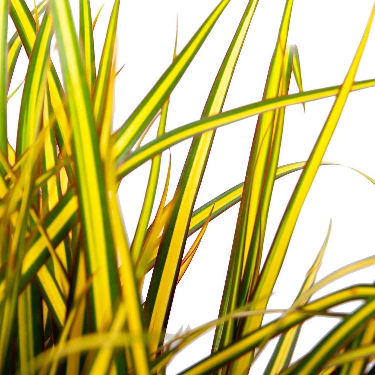 Dracaena Marginata Sunray - Op Stam - Drakenbloedboom - P21 H110 - Kamerplant 4 Dracaena Marginata Sunray - Op Stam - Drakenbloedboom - P21 H110 - Kamerplant - Image 2