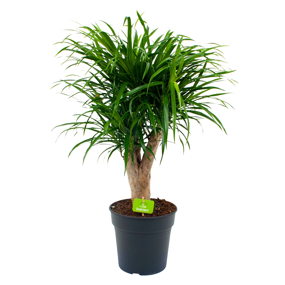 Dracaena Reflexa Anita - Enkele Stam - Drakenbloedboom - P21 H80 - Kamerplant 3 Dracaena Reflexa Anita - Enkele Stam - Drakenbloedboom - P21 H80 - Kamerplant