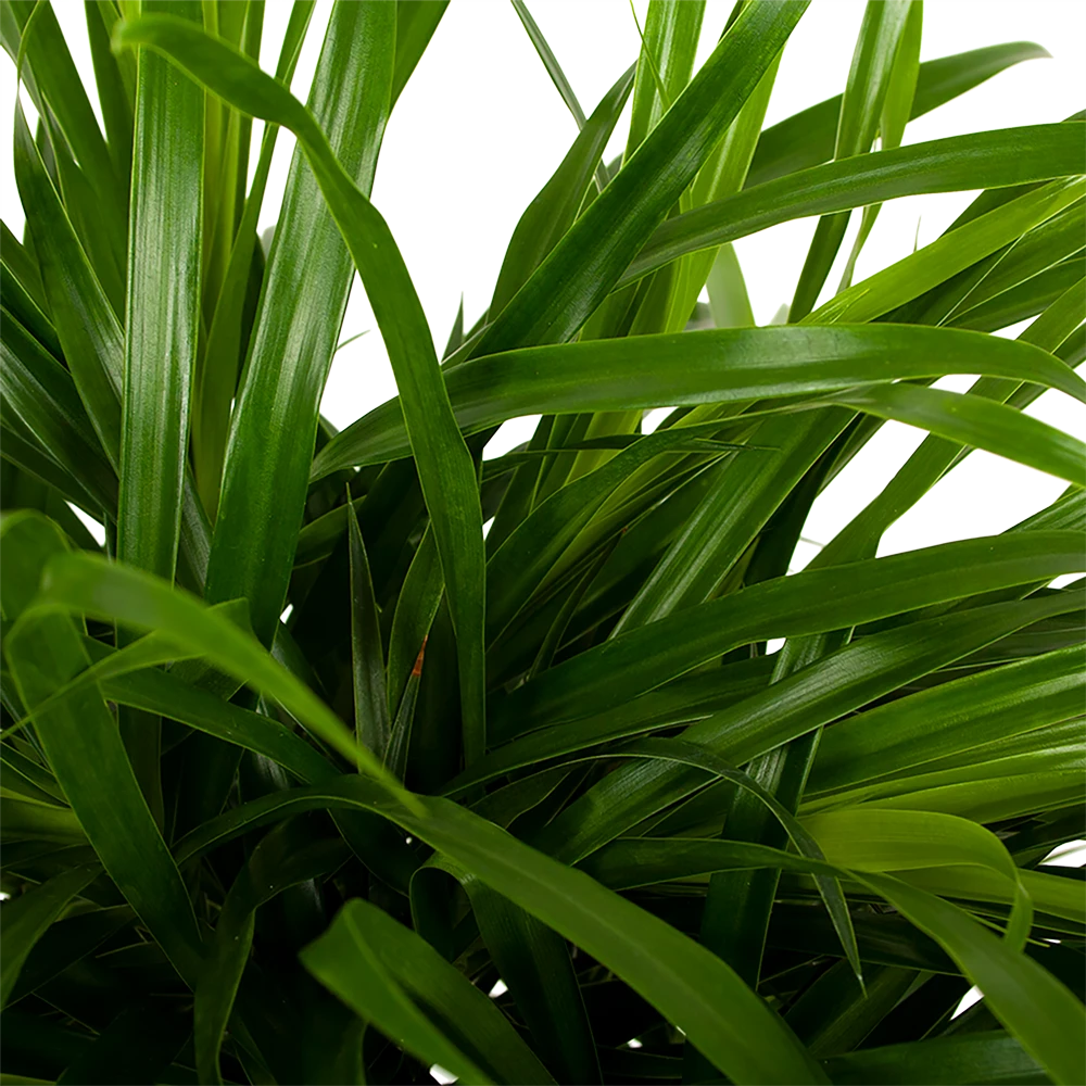 Dracaena Reflexa Anita - Enkele Stam - Drakenbloedboom - P21 H80 - Kamerplant 4 Dracaena Reflexa Anita - Enkele Stam - Drakenbloedboom - P21 H80 - Kamerplant - Image 2