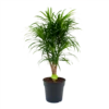 Dracaena Reflexa Anita - Enkele Stam - Drakenbloedboom-p24 H110 - Kamerplant
