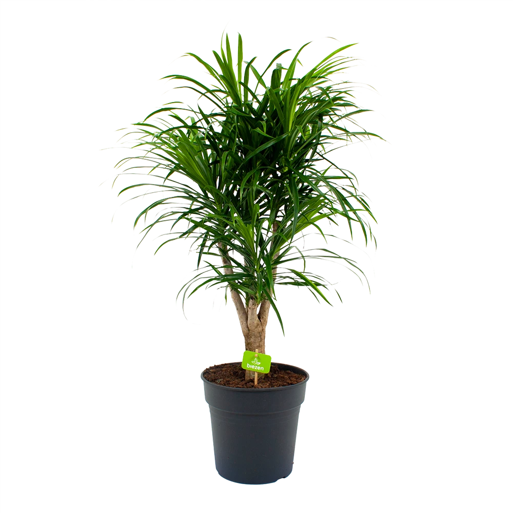 Dracaena Reflexa Anita - Enkele Stam - Drakenbloedboom-p24 H110 - Kamerplant 3 Dracaena Reflexa Anita - Enkele Stam - Drakenbloedboom-p24 H110 - Kamerplant