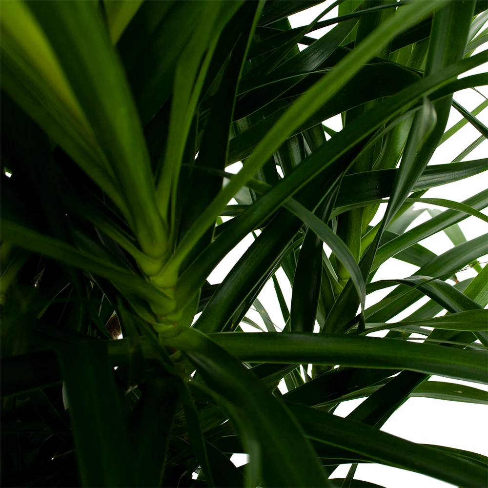 Dracaena Reflexa Anita - Enkele Stam - Drakenbloedboom-p24 H110 - Kamerplant 4 Dracaena Reflexa Anita - Enkele Stam - Drakenbloedboom-p24 H110 - Kamerplant - Image 2