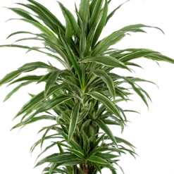 Dracaena Warneckei - Vertakt - Drakenbloedboom - P24 H110 - Kamerplant -uinbenodigdheden Verkoop 2024 dracaena warneckei vertakt drakenbloedboom p24 h110 kamerplant 3