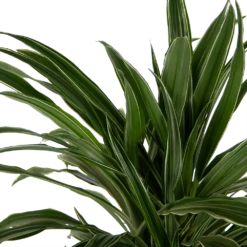 Dracaena Warneckei - Vertakt - Drakenbloedboom - P24 H110 - Kamerplant -uinbenodigdheden Verkoop 2024 dracaena warneckei vertakt drakenbloedboom p24 h110 kamerplant 4