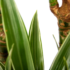 Dracaena White Stripe - Op Stam - Drakenbloedboom - P24 H150 - Kamerplant -uinbenodigdheden Verkoop 2024 dracaena white stripe op stam drakenbloedboom p24 h150 6 1