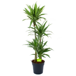 Dracaena White Stripe - Op Stam - Drakenbloedboom - P27 H150 - Kamerplant