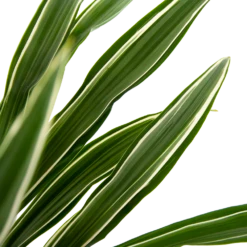 Dracaena White Stripe - Op Stam - Drakenbloedboom - P27 H150 - Kamerplant 6 Dracaena White Stripe - Op Stam - Drakenbloedboom - P27 H150 - Kamerplant -uinbenodigdheden Verkoop 2024 dracaena white stripe op stam drakenbloedboom p27 h150 6 2